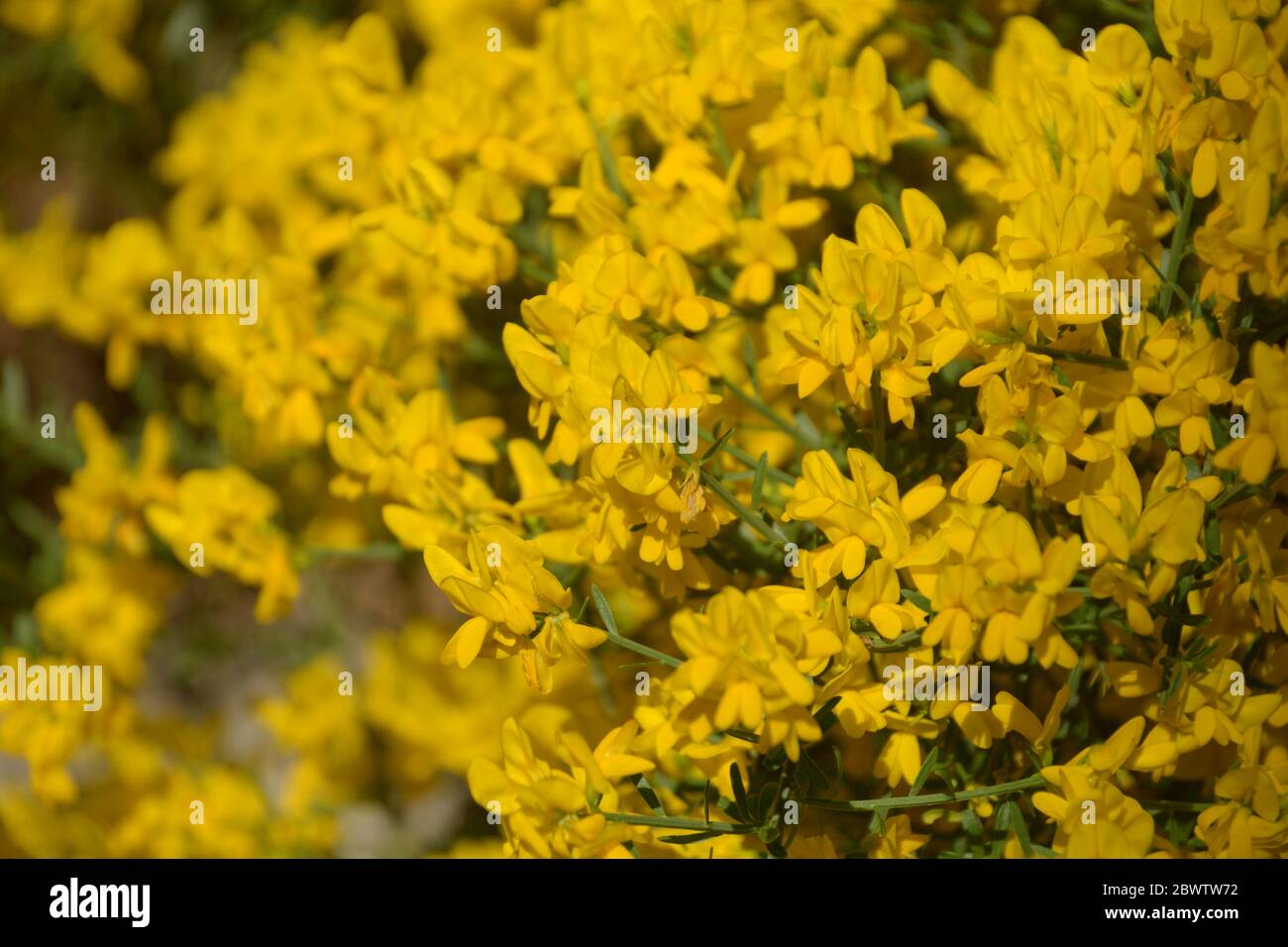 close-up of soft-yellow flowers of genista pulchella in summer Stock Photo