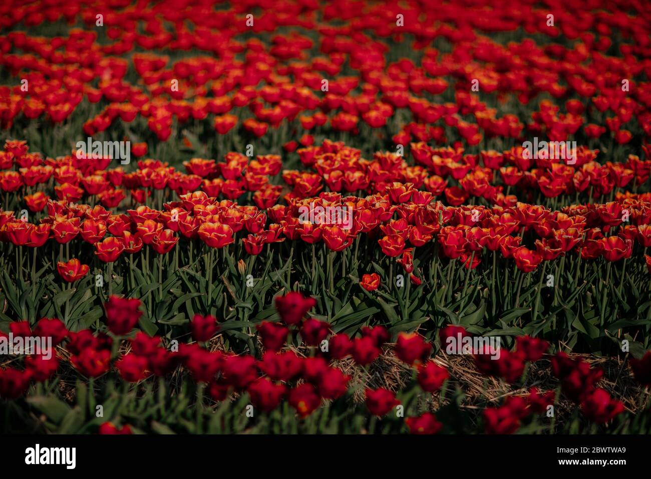 Red tulip field Stock Photo