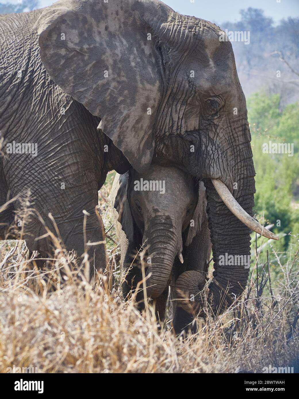 Portrait of a mother elephant and her baby, Kruger National Park, South Africa Stock Photo