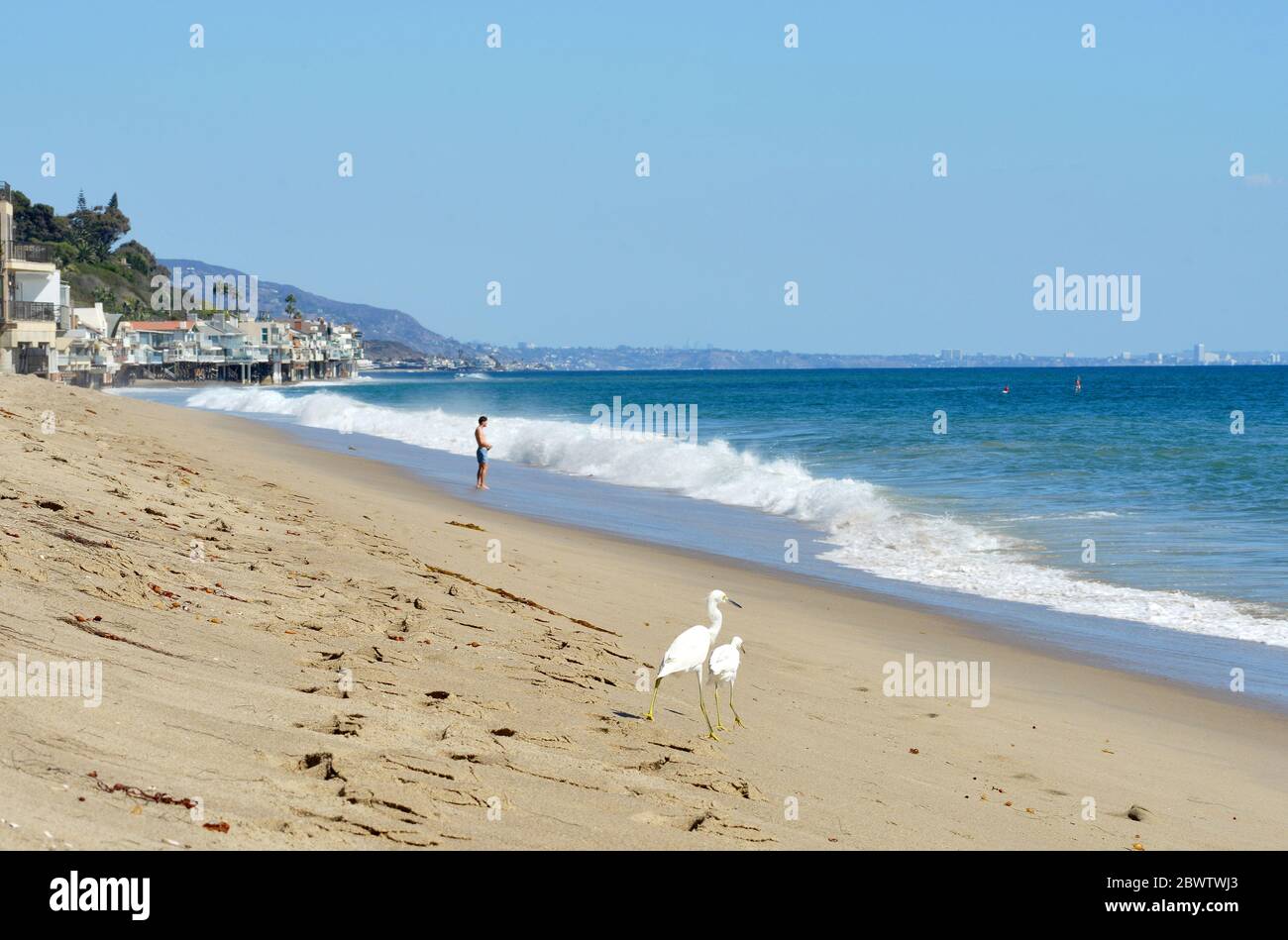 Malibu California 10-11-2018 cranes  birds, people and surfers on the beach Stock Photo