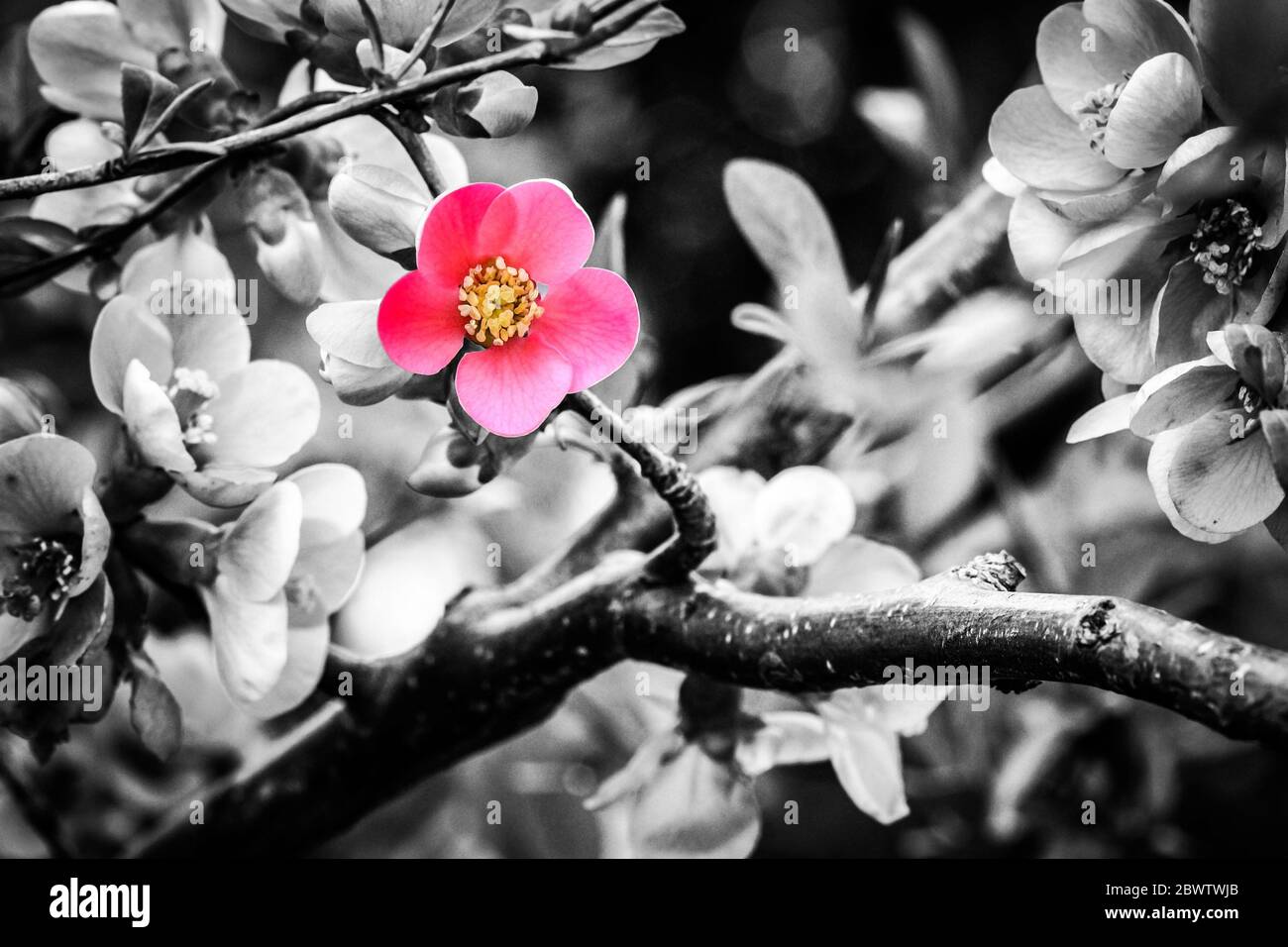 Branch with red flowers of Japanese Quince (Chaenomeles japonica) blooming in april, black and white image with selected colour Stock Photo
