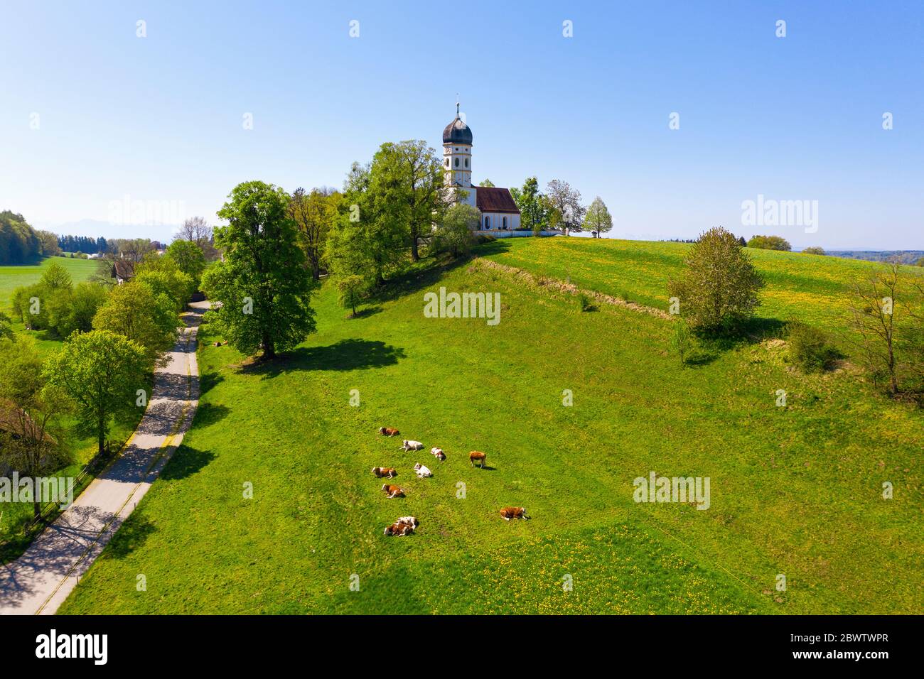 Germany, Bavaria, Munsing, Drone view of cattle grazing in front of Church of Assumption of Virgin Mary in spring Stock Photo