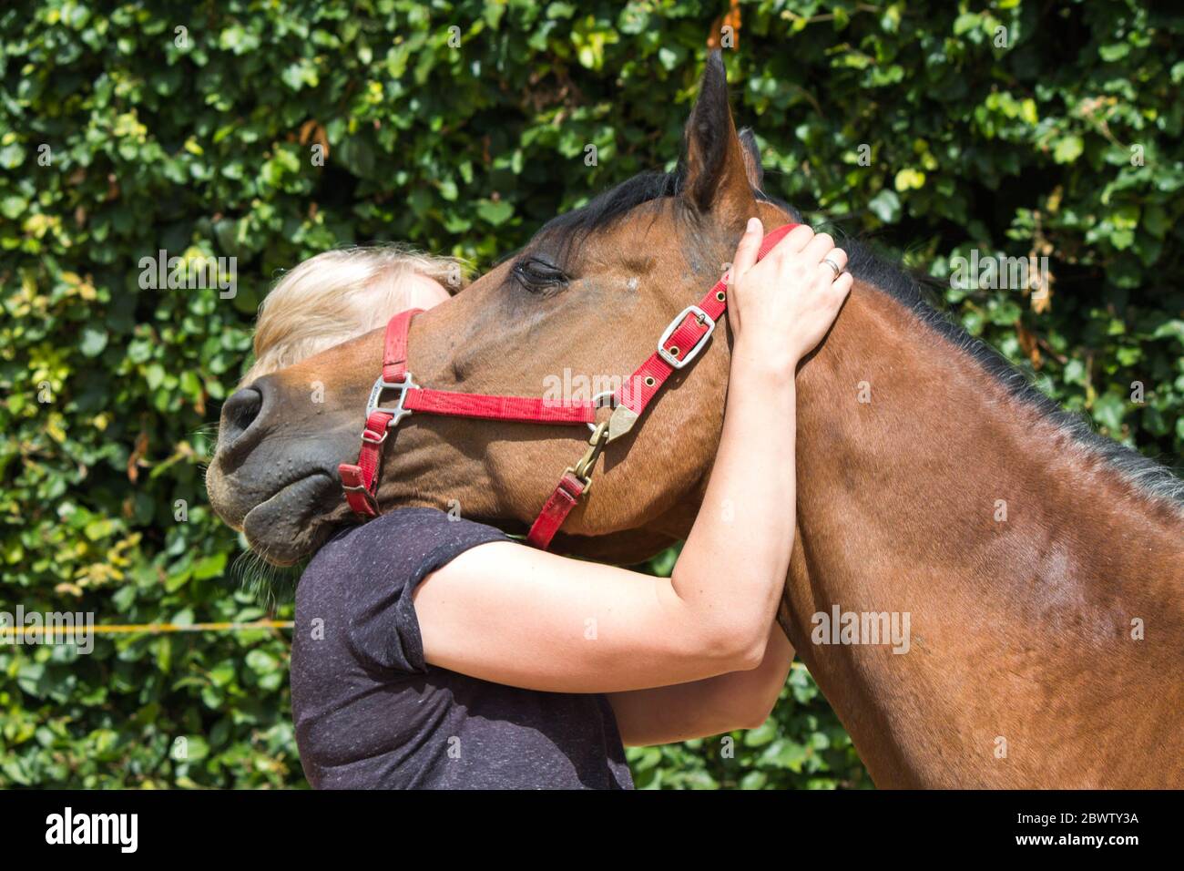physical therapy for horse, Exercise and regeneration for horses, woman is  working with horse for therapy, massage equine Stock Photo - Alamy