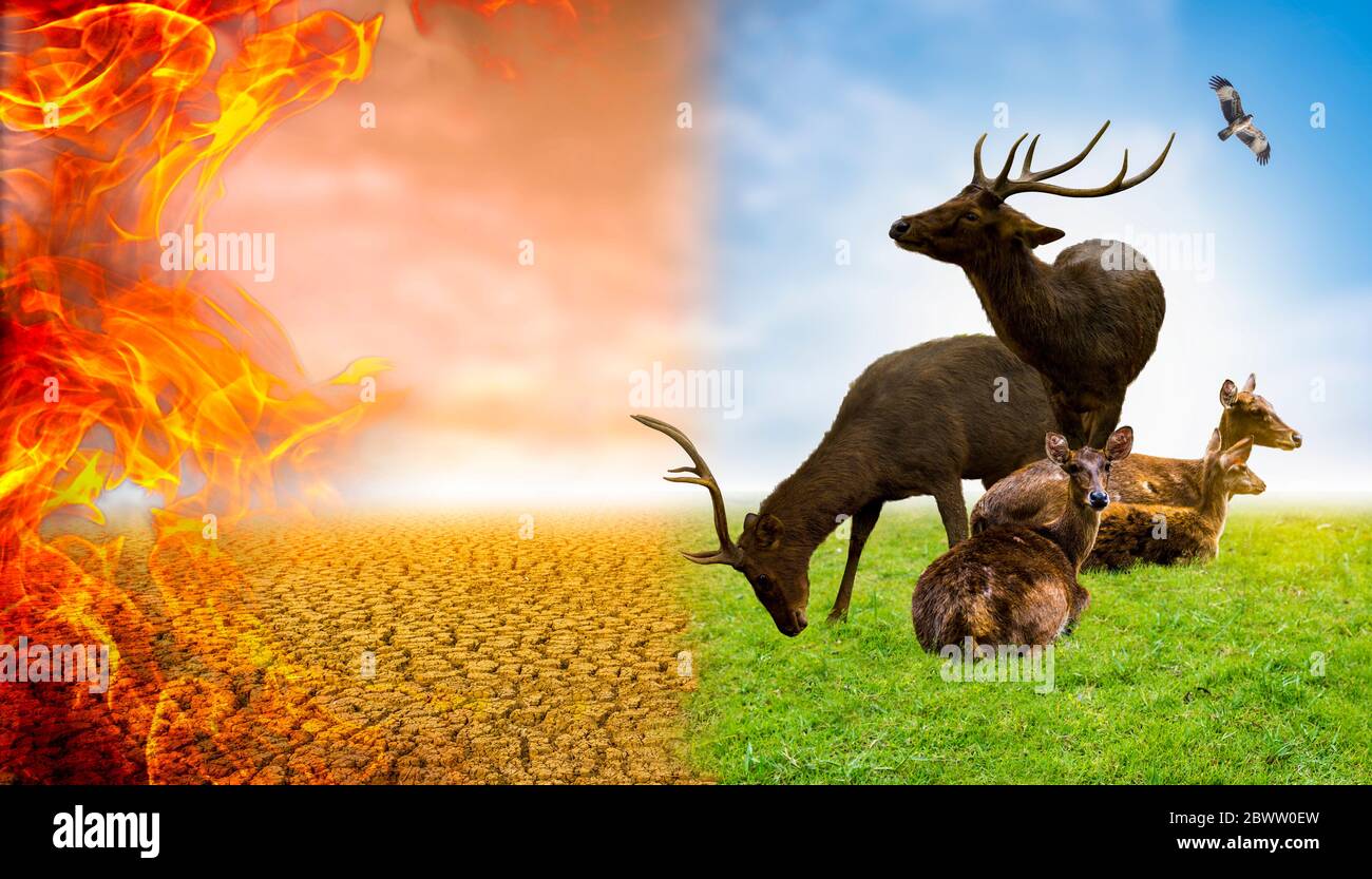 Food chain animals illustration hi Biology Diagrams