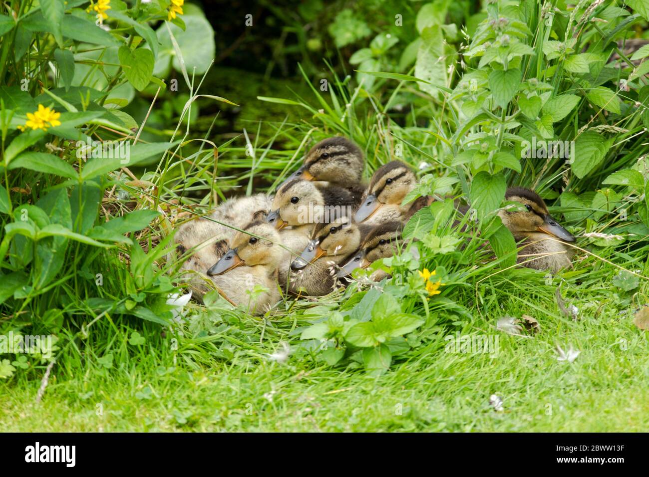 A raft of mallard ducklings (Anas platyrhynchos) sitting among vegetation next to a small pond Stock Photo