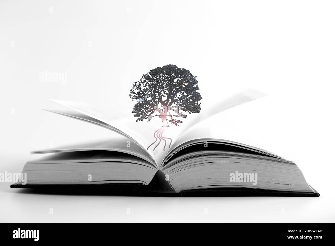 Open book and silhouette of tree with lens flare on white background. Book is power Stock Photo