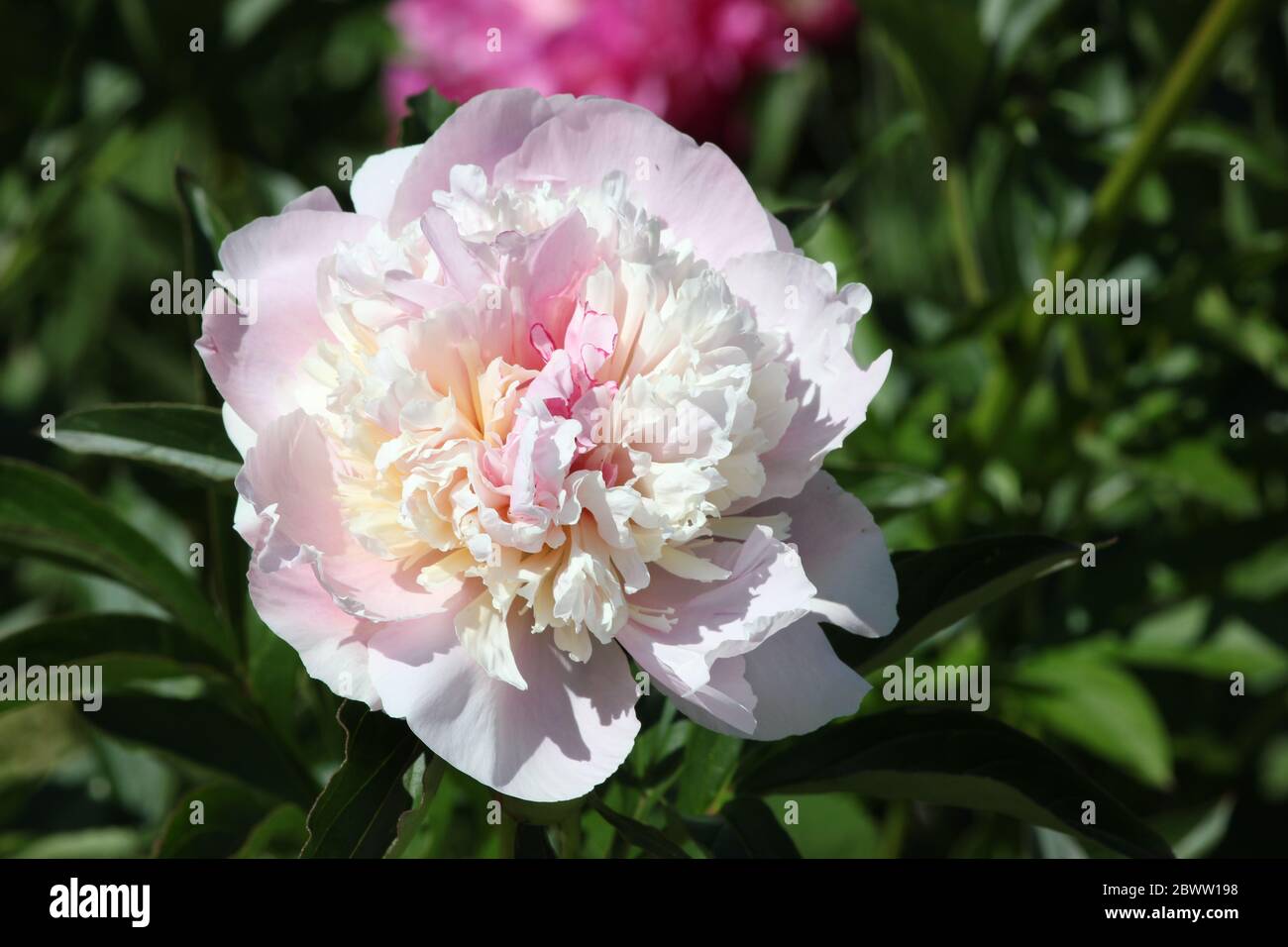 White peony flower, isolated. Stock Photo