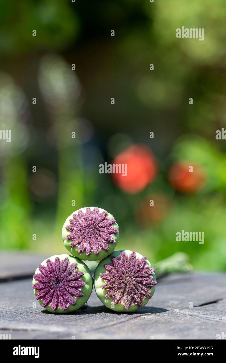 close up of seed pods from giant poppyin garden setting Stock Photo