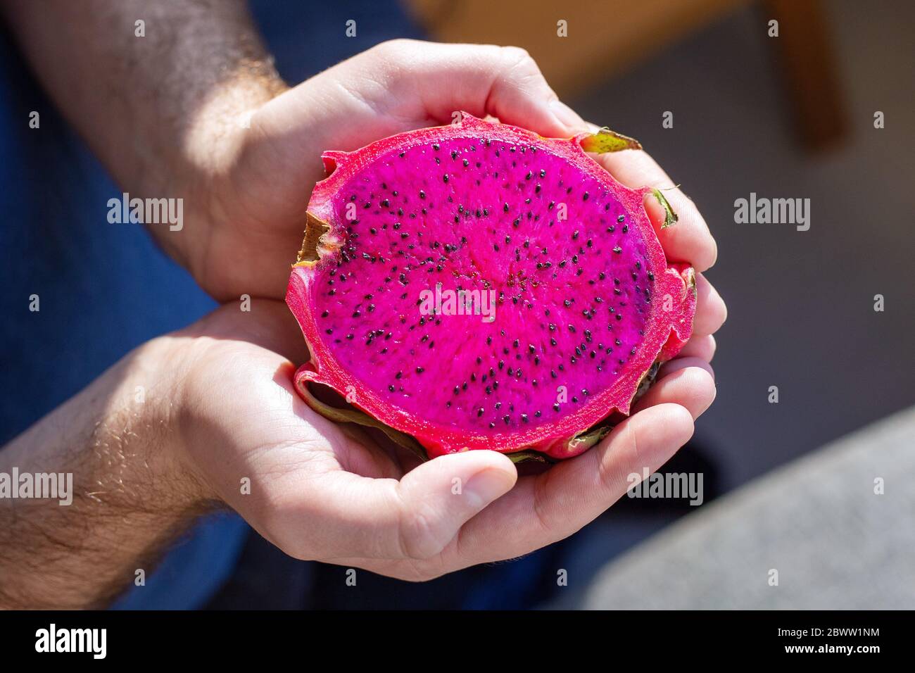 Pitahaya dragon fruit in male hands. Multiple red dragon fruit Tropical fruit red pitahaya. Stock Photo