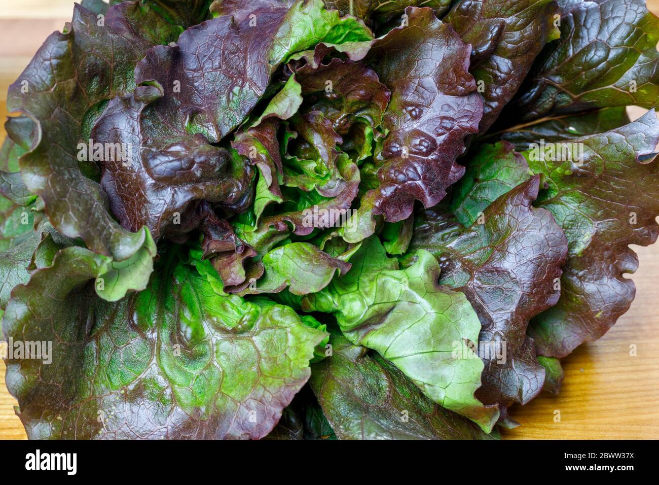 Fresh whole lettuce heads Stock Photo Alamy