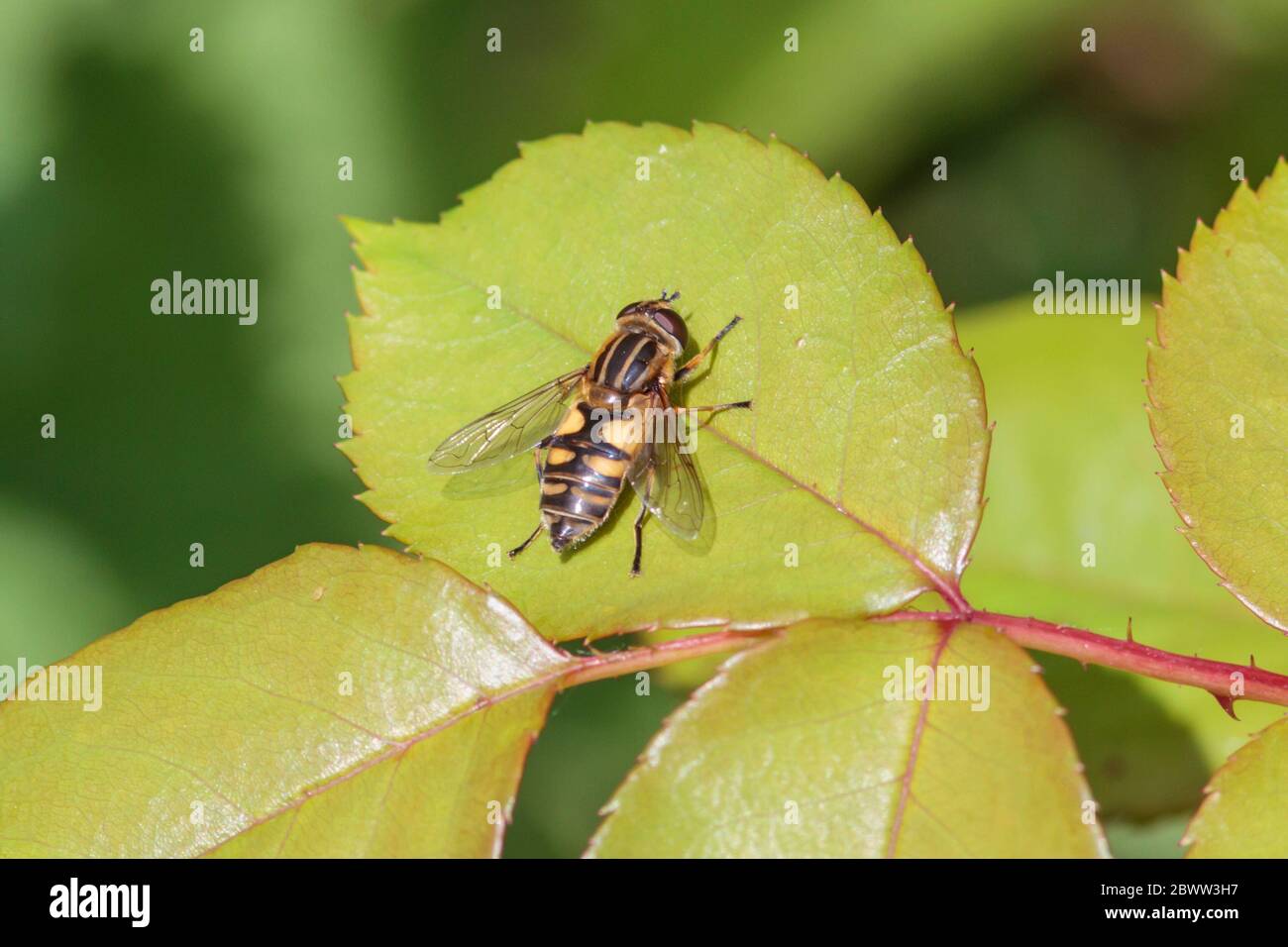 Tiger hoverfly (Helophilus pendulus) UK garden Stock Photo
