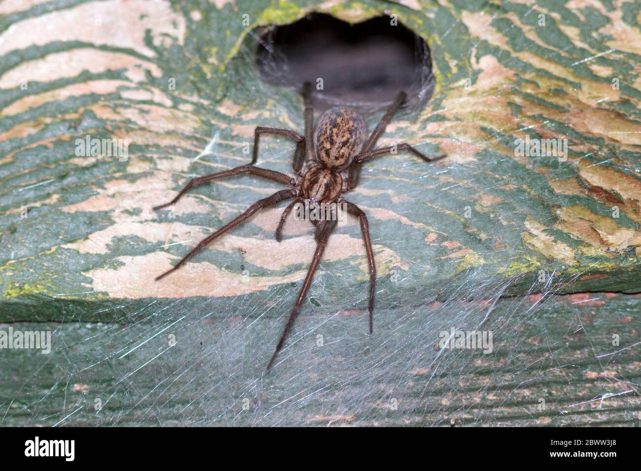 Giant house spider (Eratigena atrica) UK garden Stock Photo
