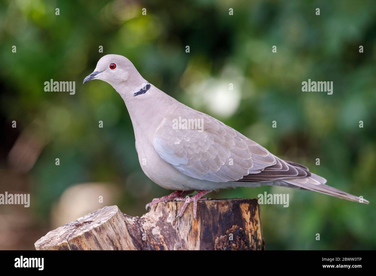 Collared dove (Streptopelia decaocto) , UK garden Stock Photo Alamy
