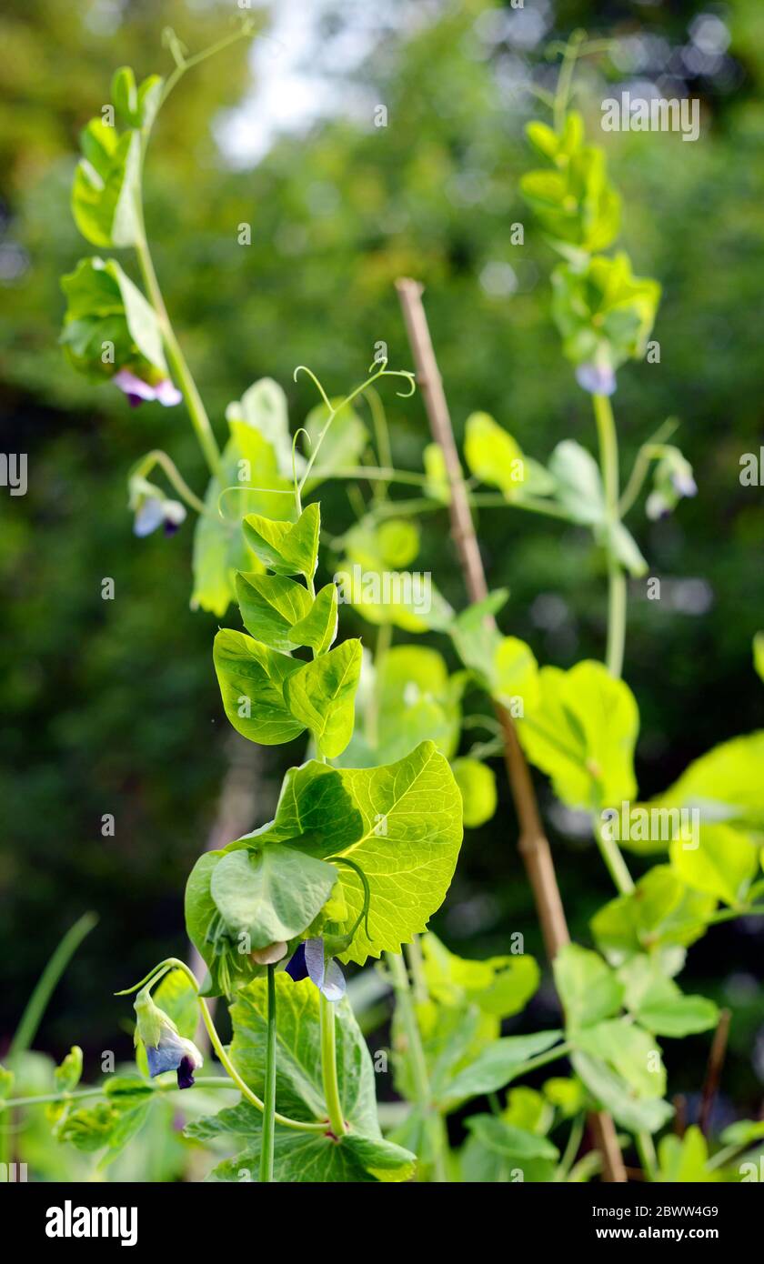 Green beans plant outdoor in the garden Stock Photo Alamy