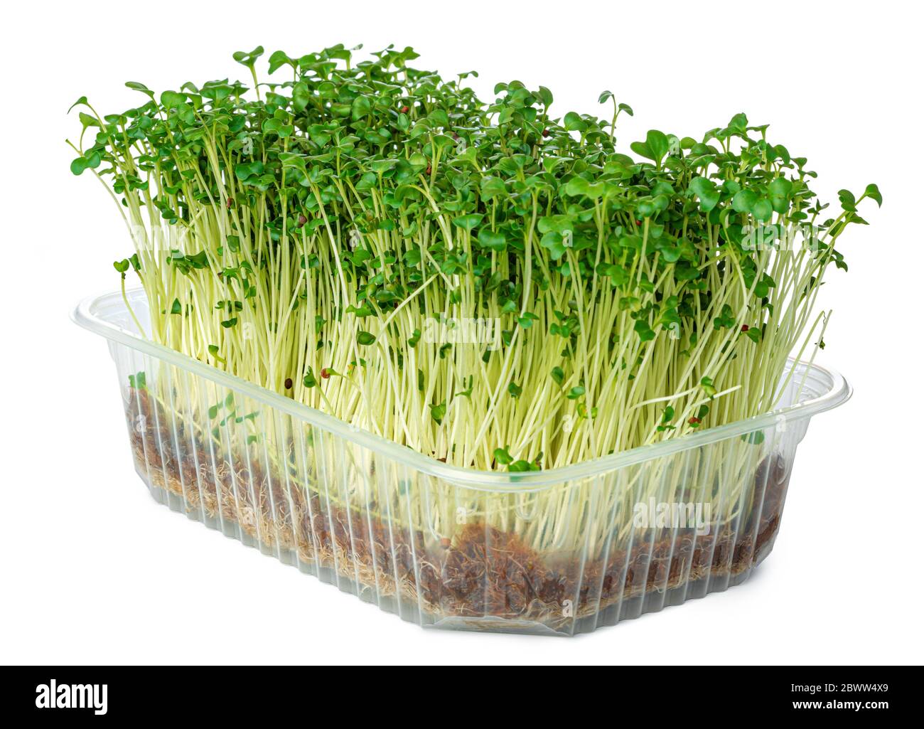 Micro green sprouts of watercress salad isolated on white Stock Photo