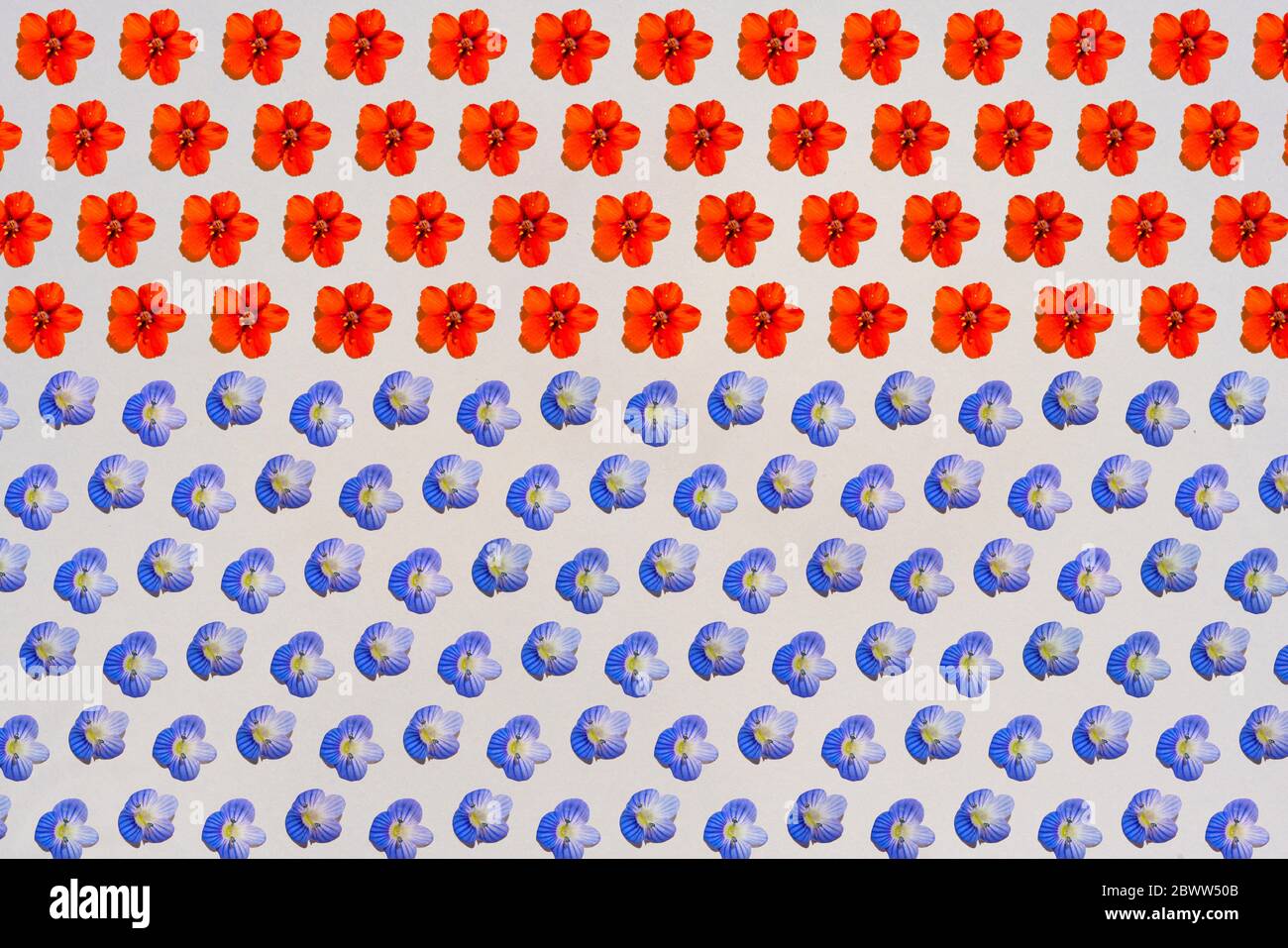 Pattern of rows of blue and red flower heads Stock Photo