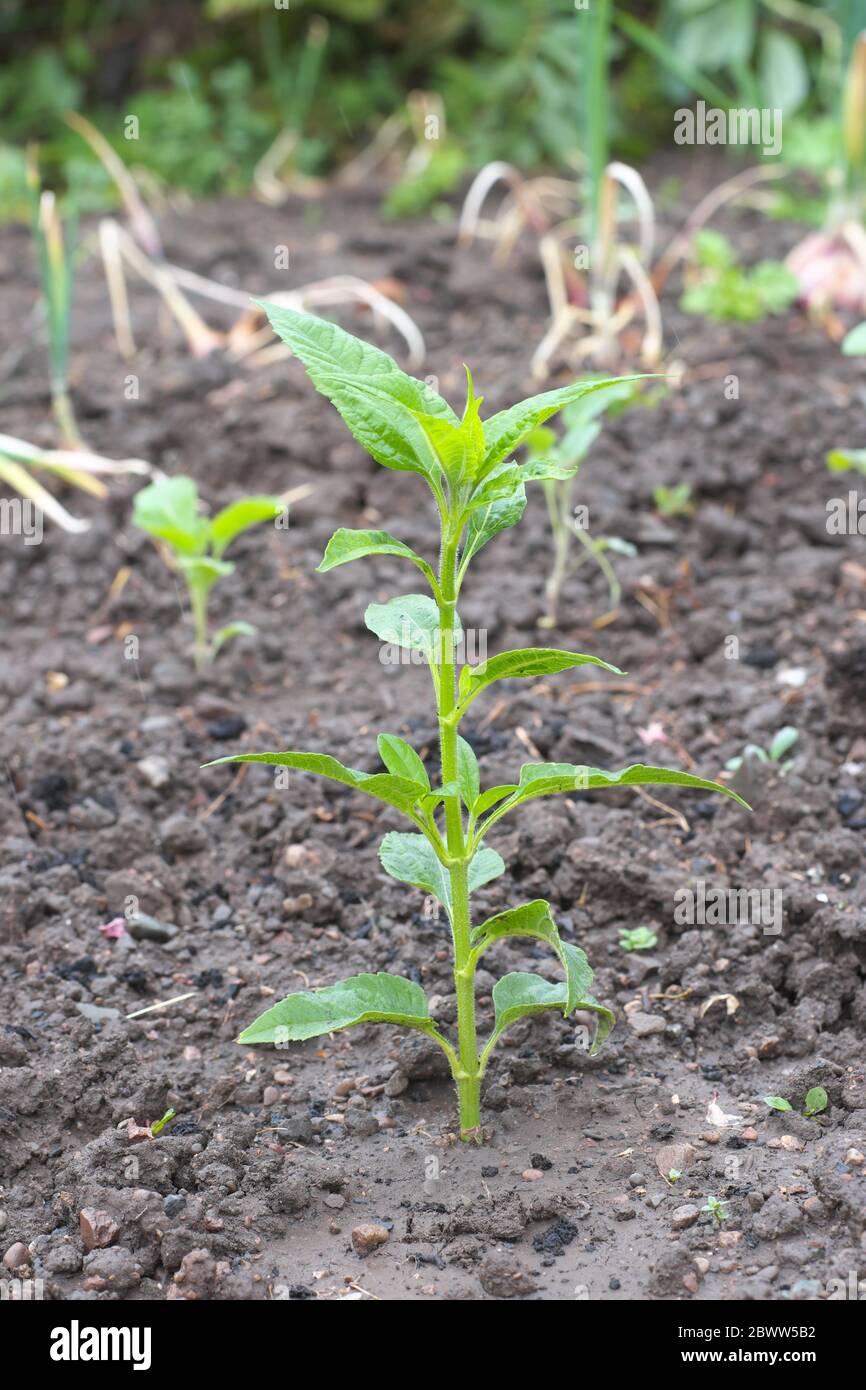 Jerusalem artichoke plant hires stock photography and images Alamy