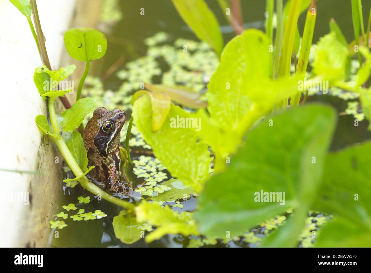 Common frog in an allotment garden pond made from an old bath June 2020
