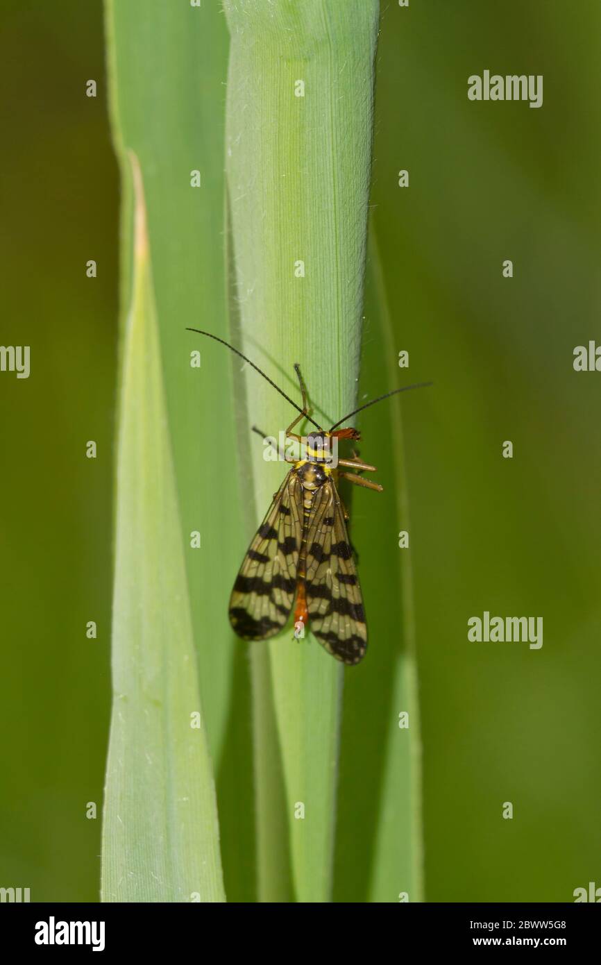 Germany, Close-up of scorpion fly perching on blade of grass Stock Photo