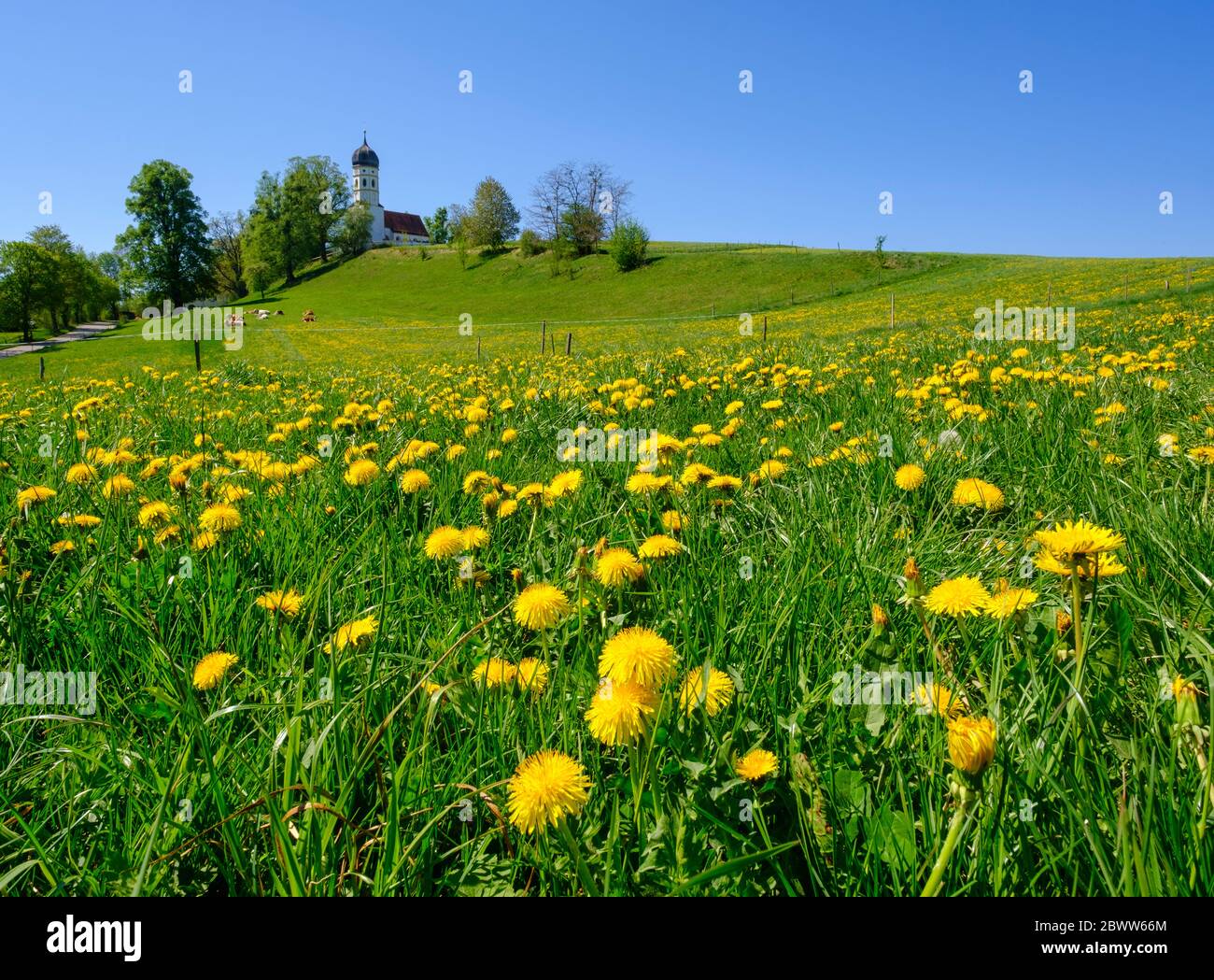 Germany, Bavaria, Munsing, Dandelions blooming in springtime meadow with Church of Assumption of Virgin Mary in background Stock Photo