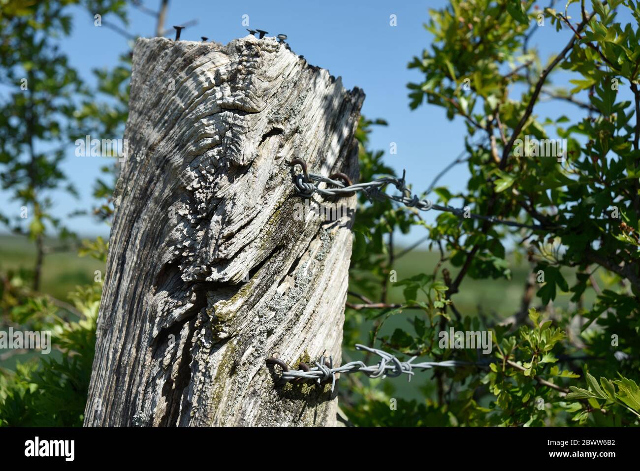 Fench post, Scratchbury Camp, Hill Fort, Wiltshire, England, UK Stock Photo
