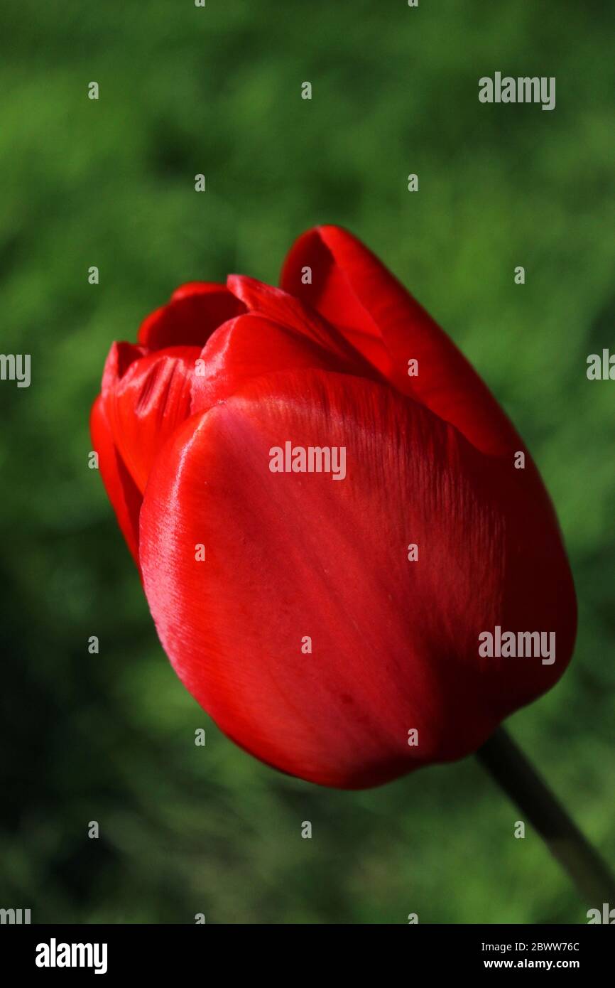 Red tulip flower Stock Photo Alamy