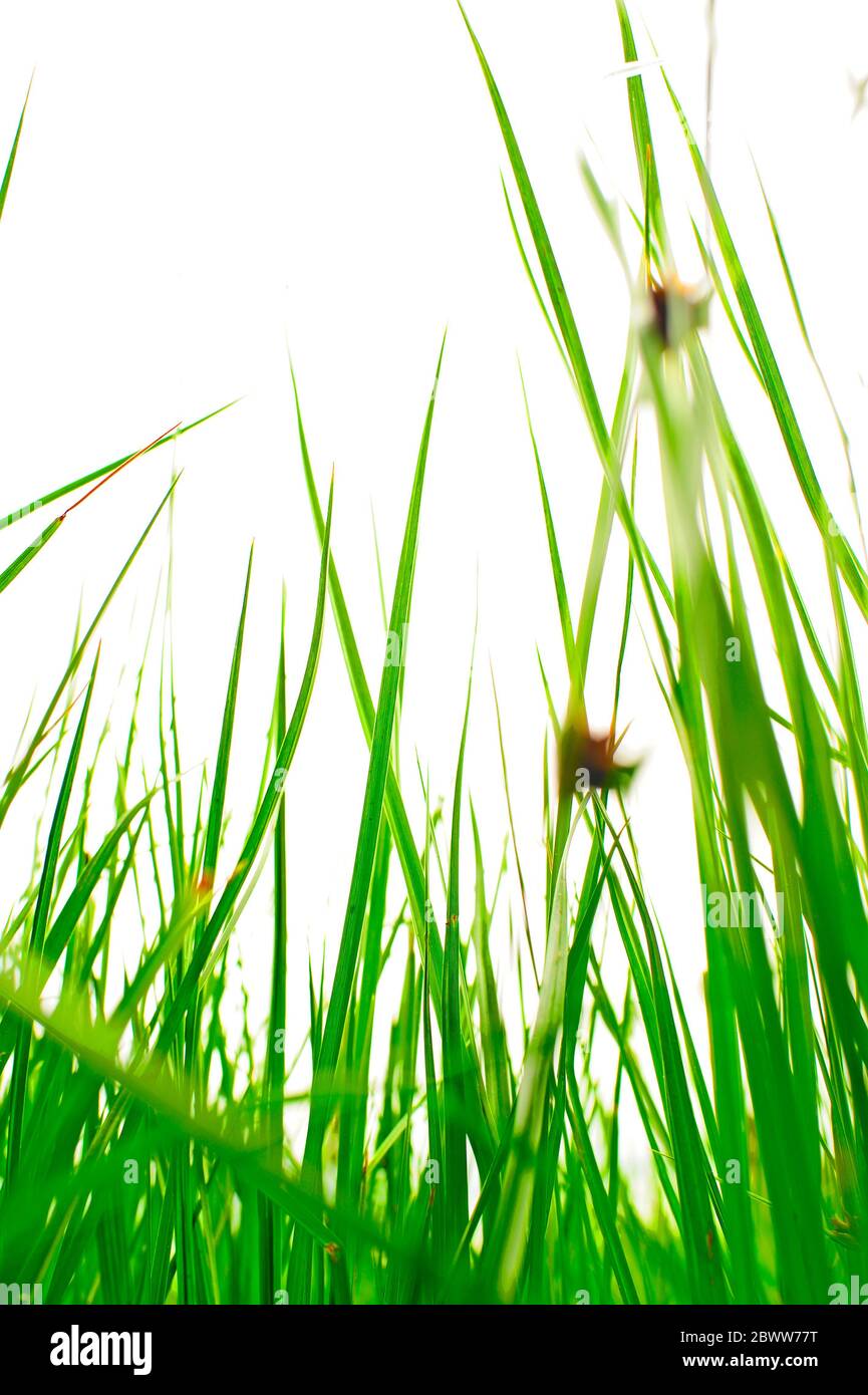 Slender blades hi-res stock photography and images - Alamy