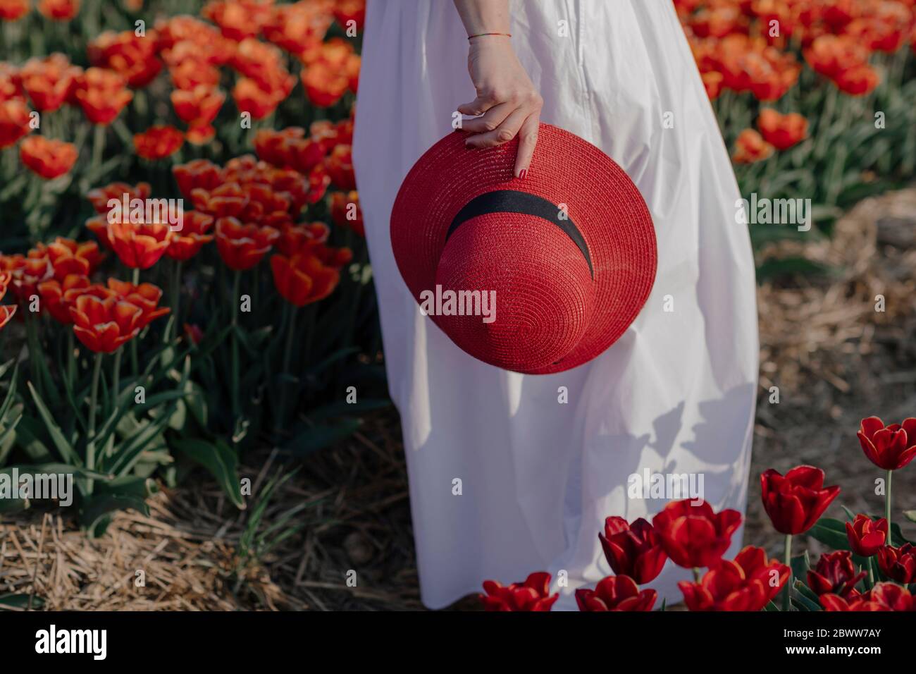Crop view of woman in a tulip field holding red straw hat Stock Photo