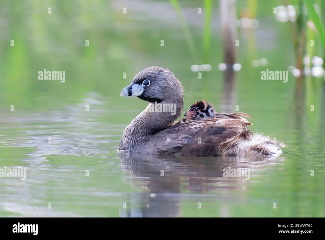 Pied-billed grebe with chick on her back swimming in local pond in Ottawa, Canada Stock Photo