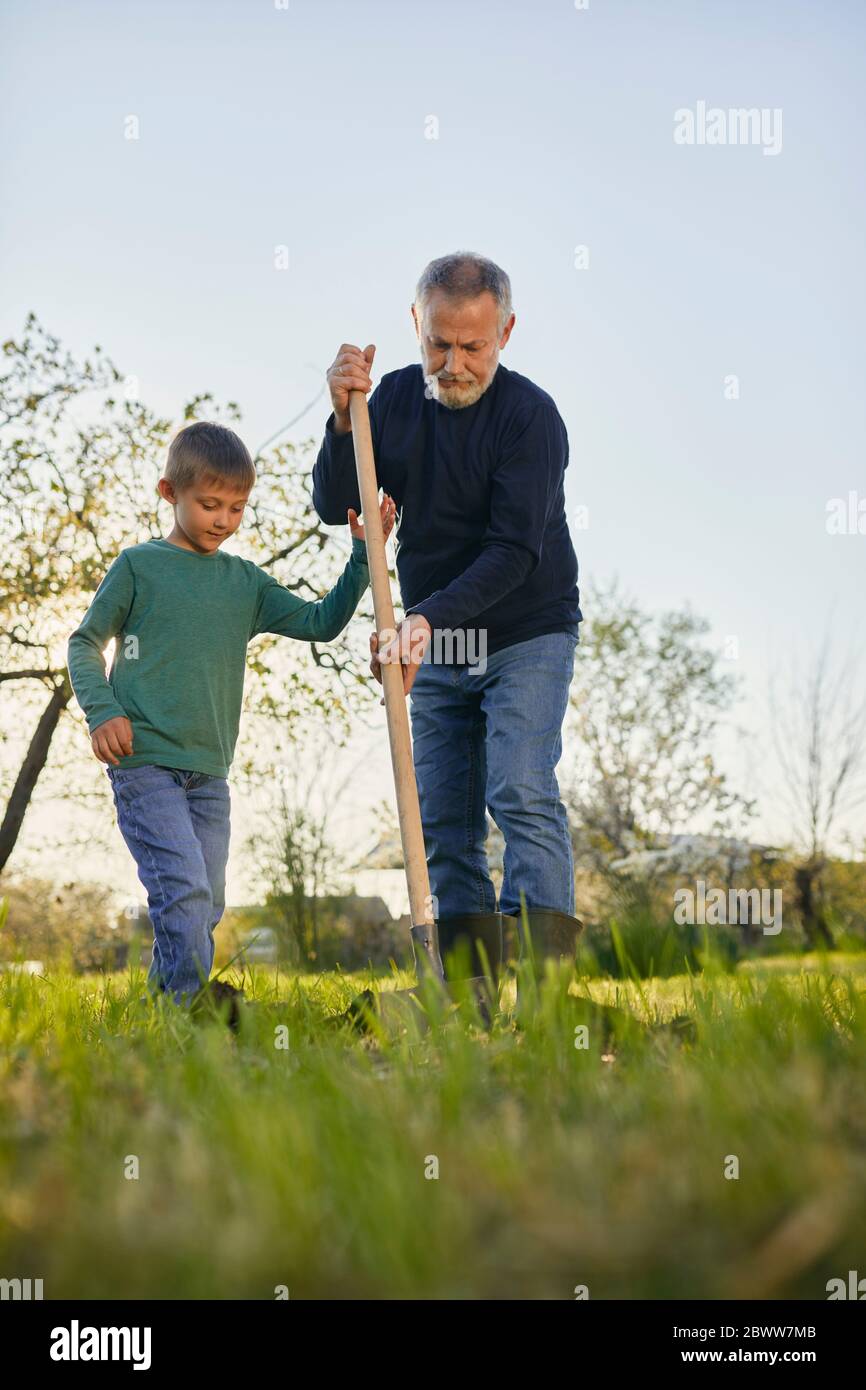 Full length of boy standing by grandfather digging with shovel while gardening against sky Stock Photo