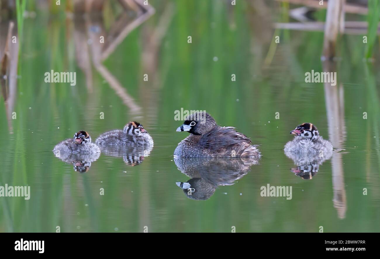 Pied-billed grebes with chicks swimming in local pond in Ottawa, Canada Stock Photo