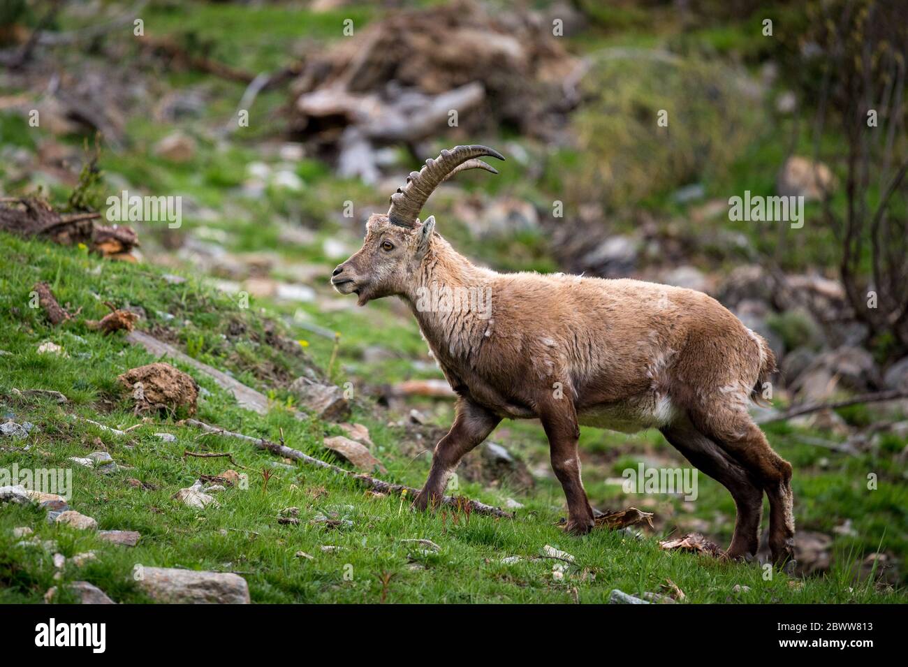 Male ibexes hi-res stock photography and images - Alamy