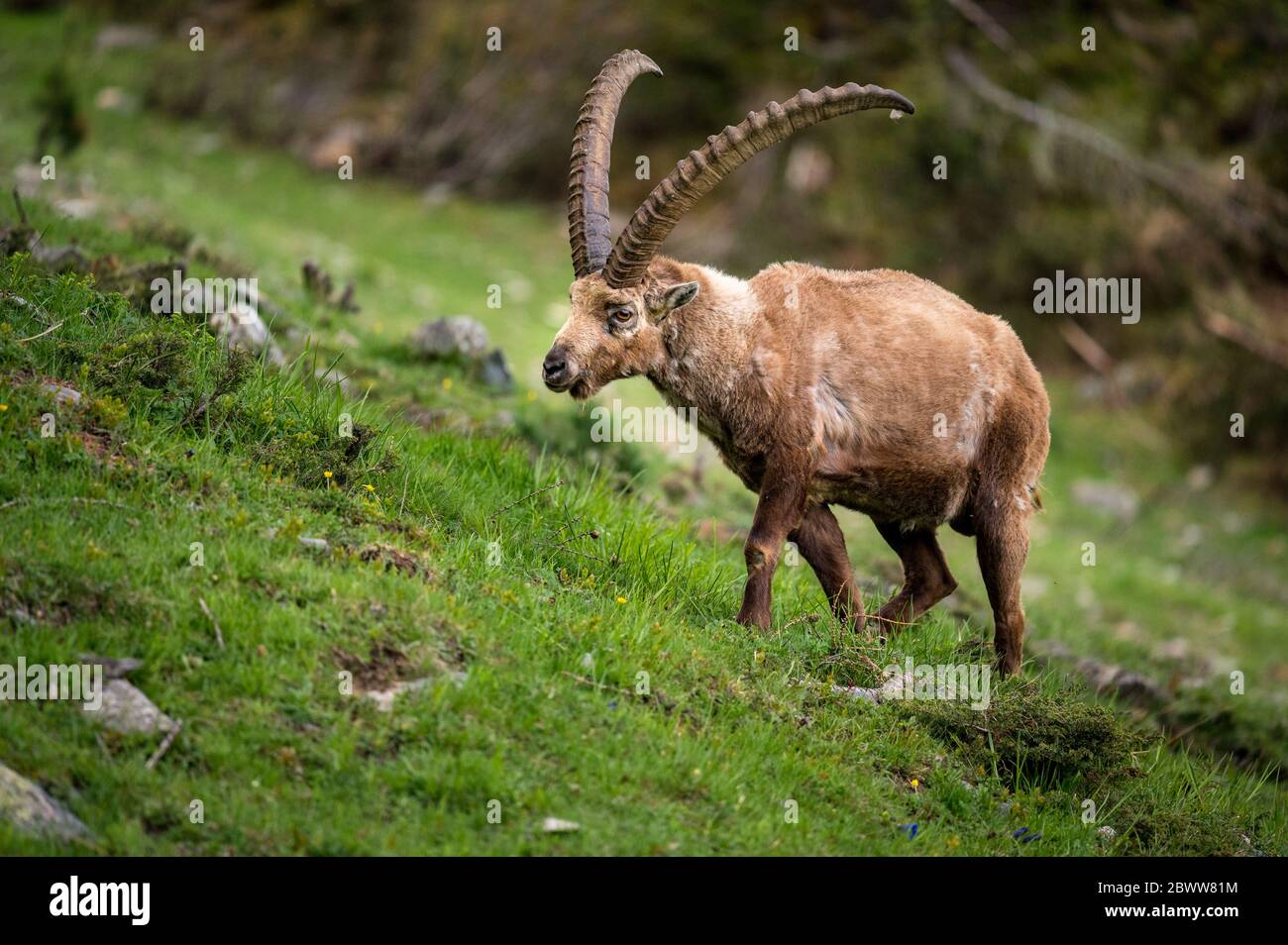 meet-the-king-alpine-ibex-is-majestic-animal-that-lives-high-in-the