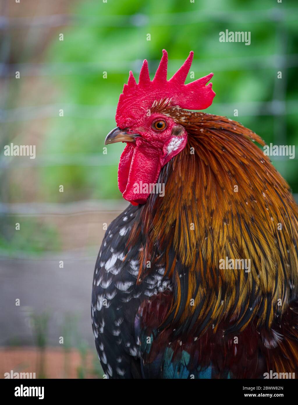 Chicken rooster of the old rare breed ProveisUltentaler chicken from