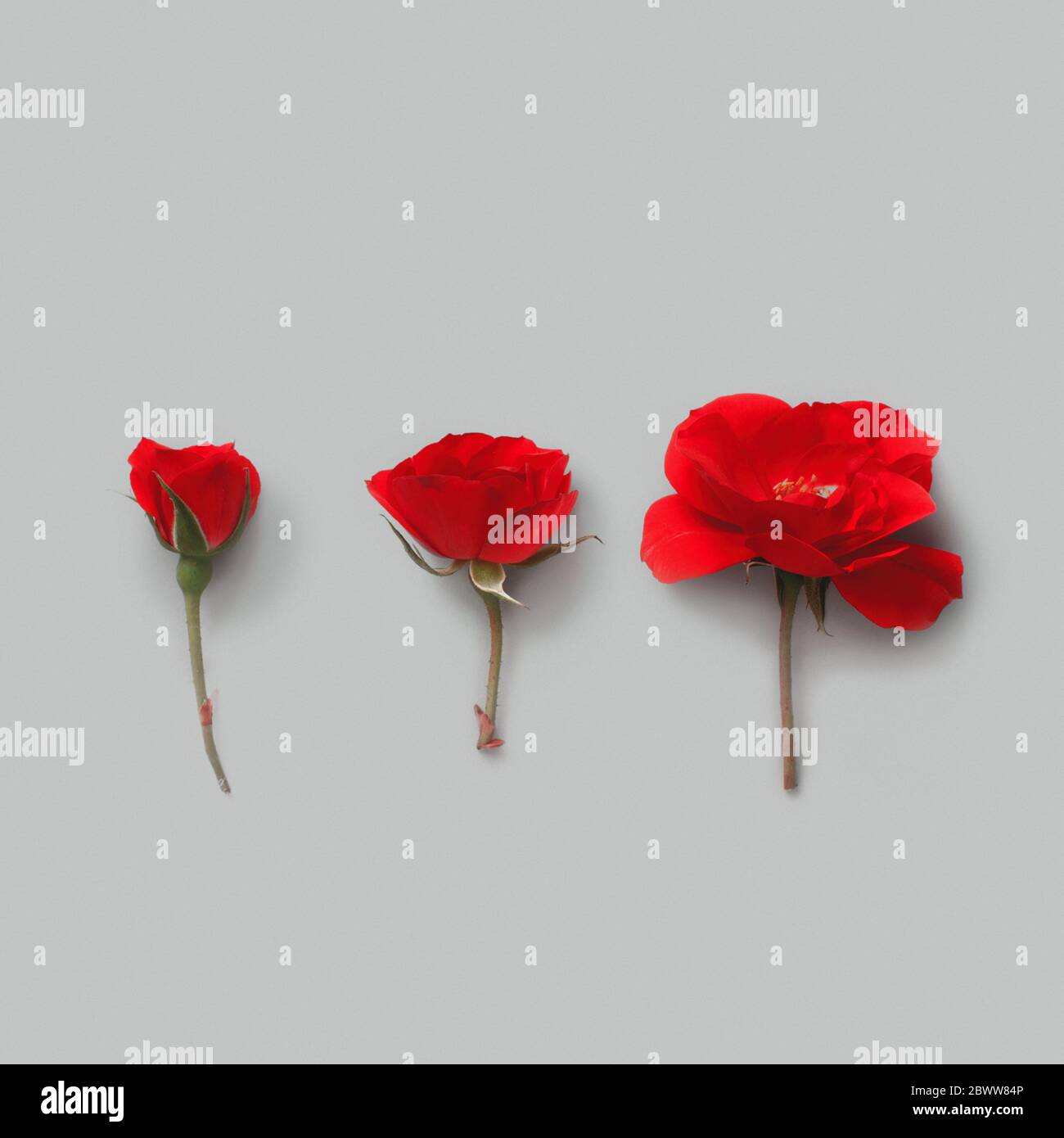 Three Red Roses on a grey background top view Stock Photo