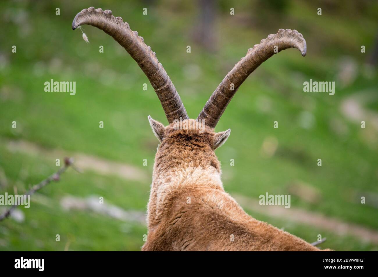 overlooking the head of an impressive ibex Stock Photo
