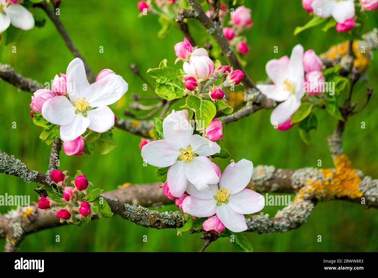 Germany, Branches of blossoming apple tree Stock Photo