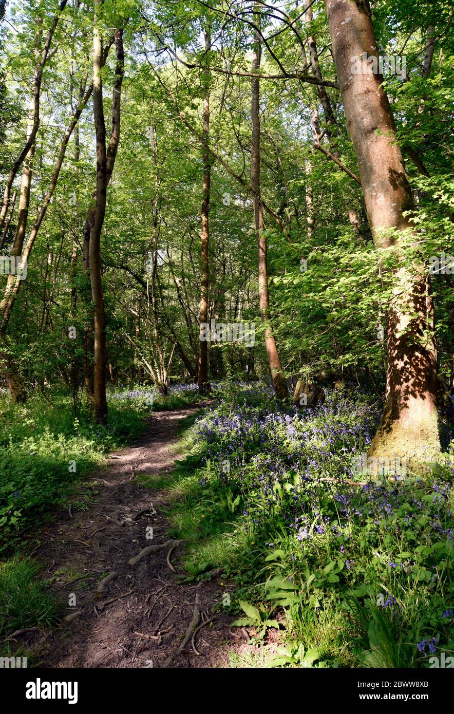 Woodland walk. Clanger wood, Westbury, Wiltshire, England, UK Stock