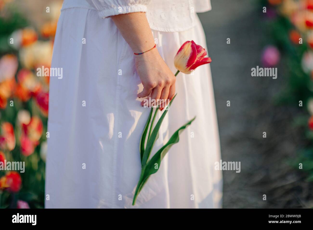 Crop view of woman standing in  tulip field holding single tulip Stock Photo