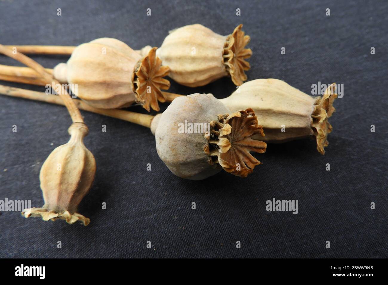 Dried poppy seed heads Stock Photo Alamy
