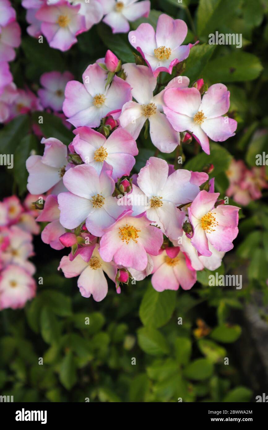 Rose Ballerina, small flowered plant Stock Photo - Alamy