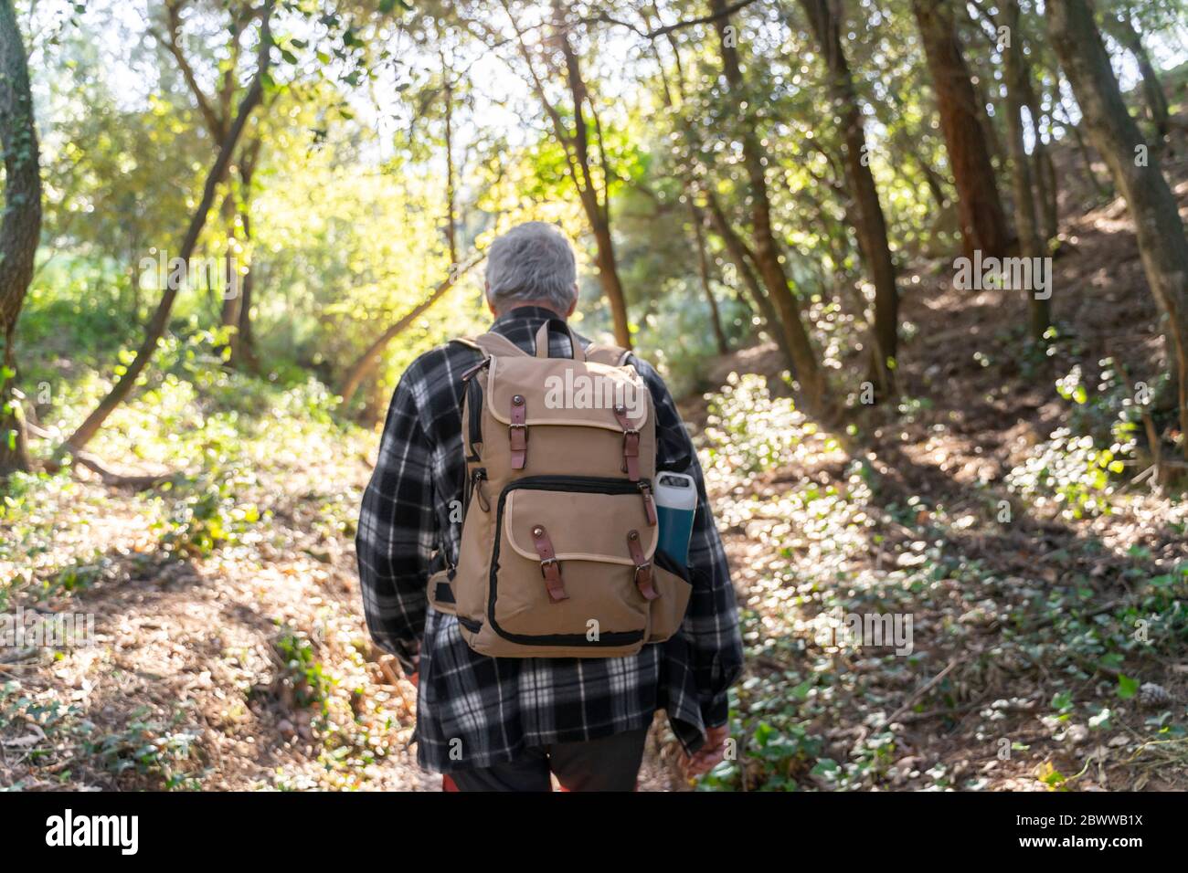 Back view of senior man with backpack hiking in forest Stock Photo