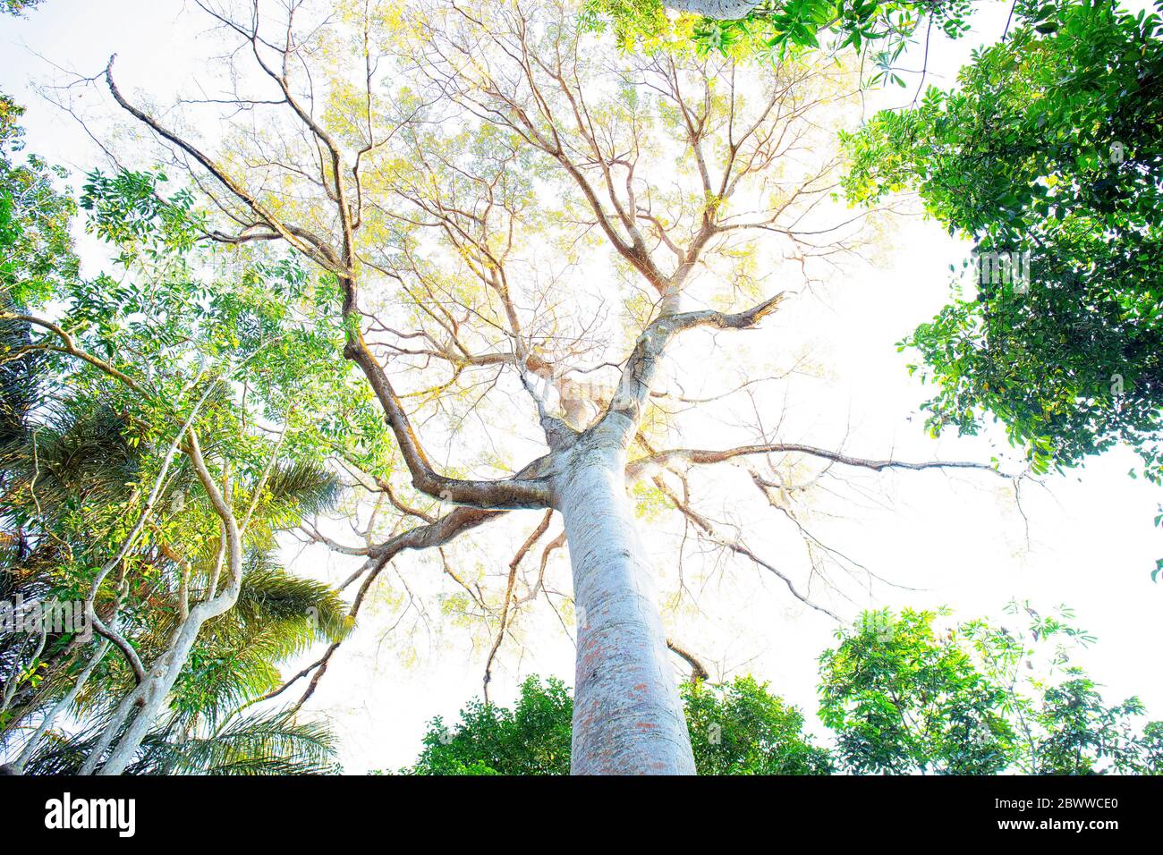 Tree canopy in the Amazon region, Manaus, Brazil Stock Photo