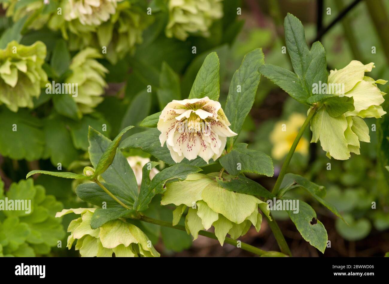 Hybrid Hellebore flowers Stock Photo