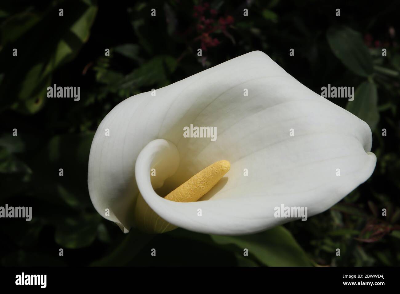 Arum lily pond hires stock photography and images Alamy