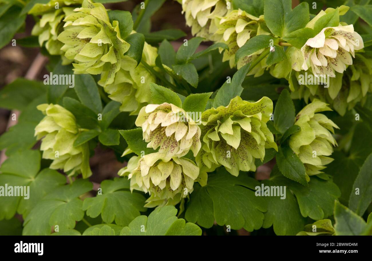 Hybrid Hellebore flowers Stock Photo