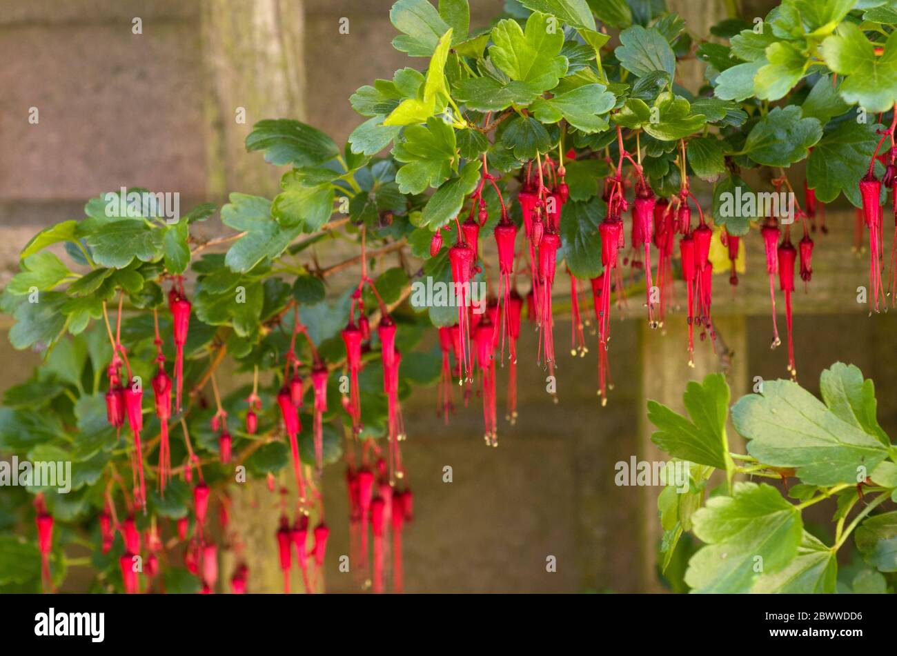 Ribes speciosum  fuchsia-flowered gooseberry Stock Photo