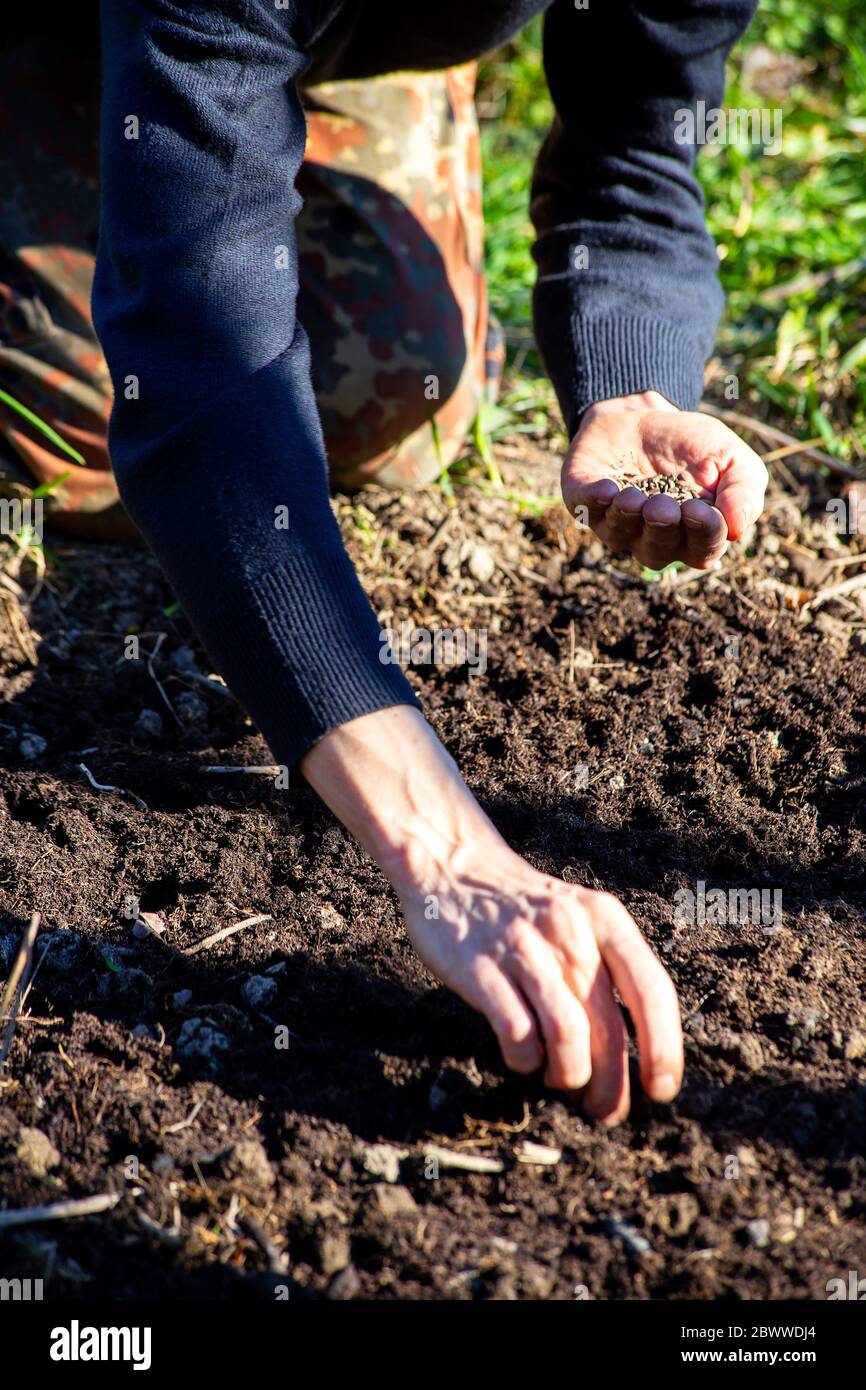 Midsection of man sowing seeds in soil at garden Stock Photo