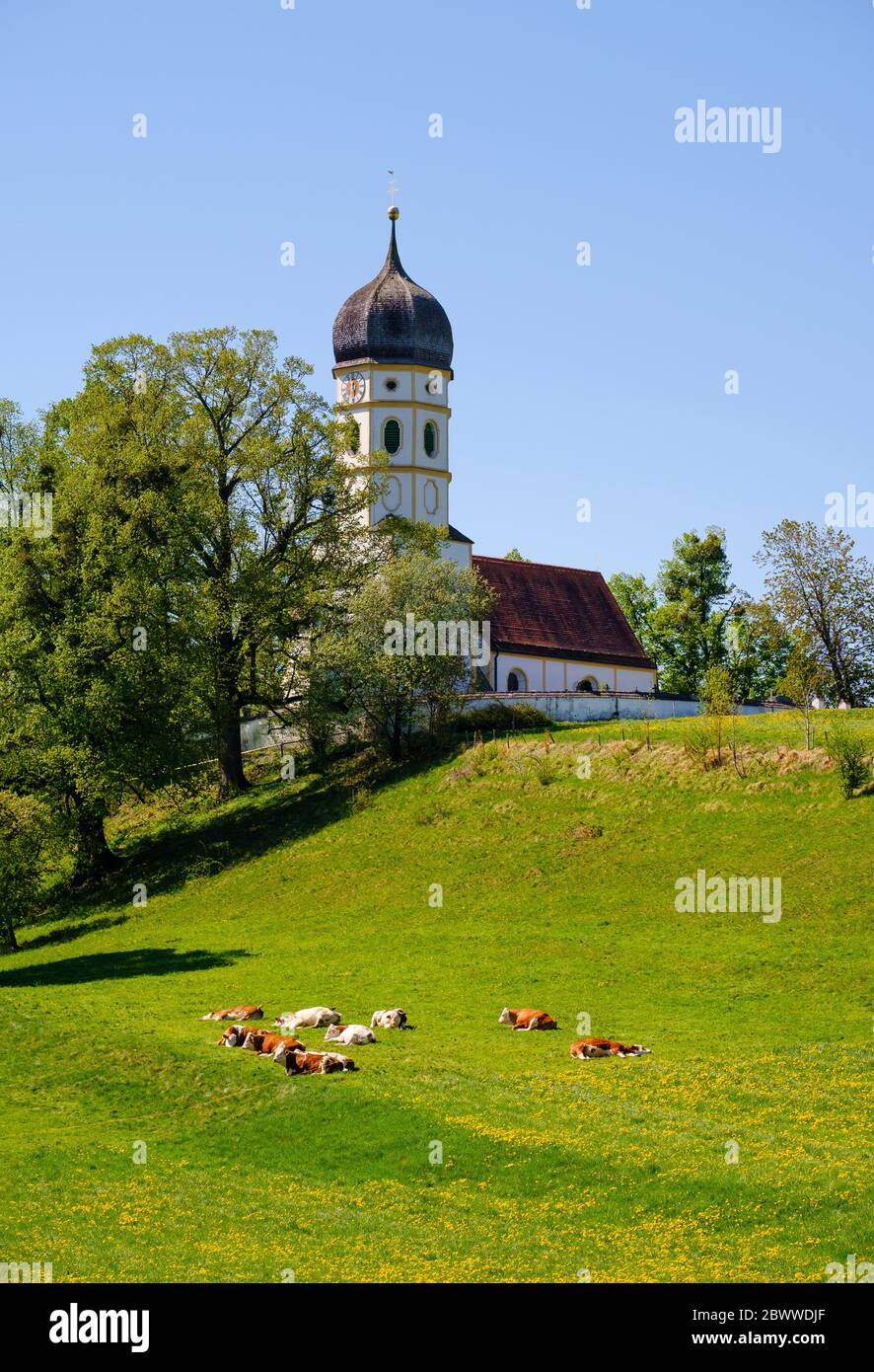 Germany, Bavaria, Munsing, Cattle relaxing in front of Church of Assumption of Virgin Mary in spring Stock Photo