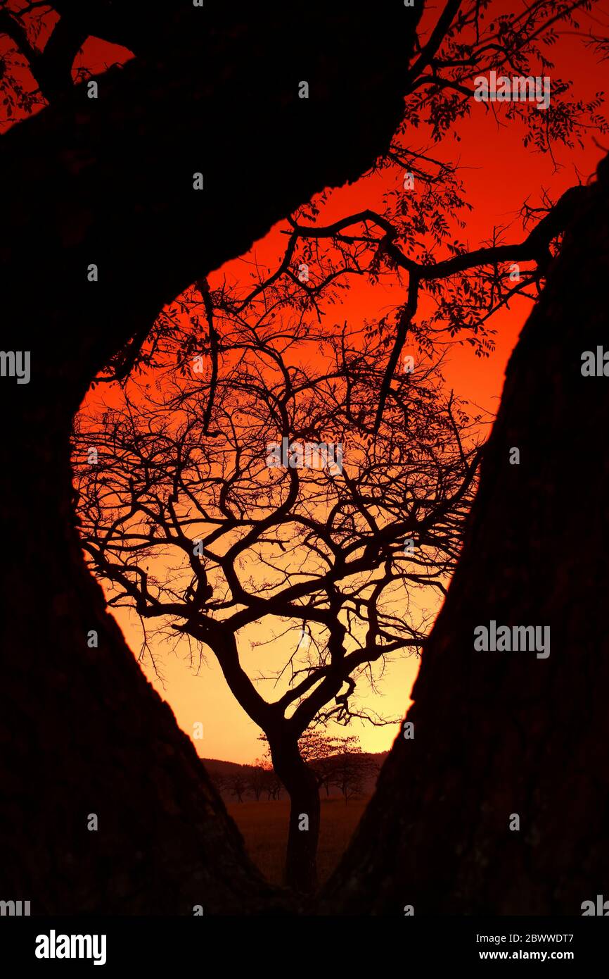 Eswatini, Silhouettes of bare trees against fiery sky at sunset Stock ...